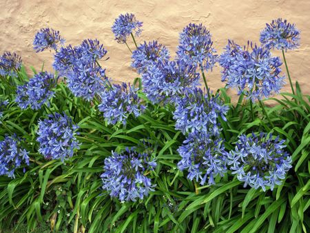 Agapanthus Plant About to be Divided