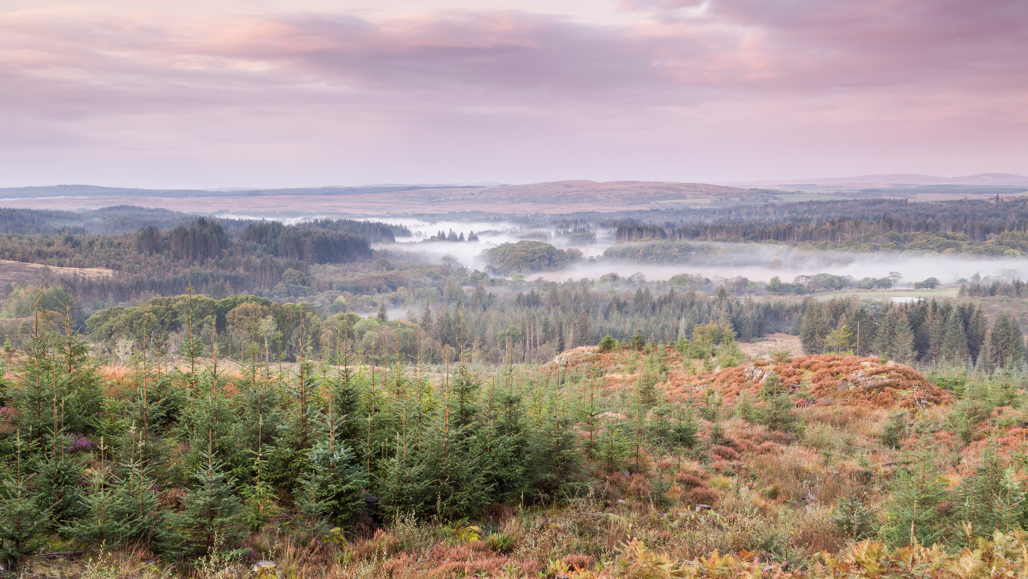 Galloway Forest