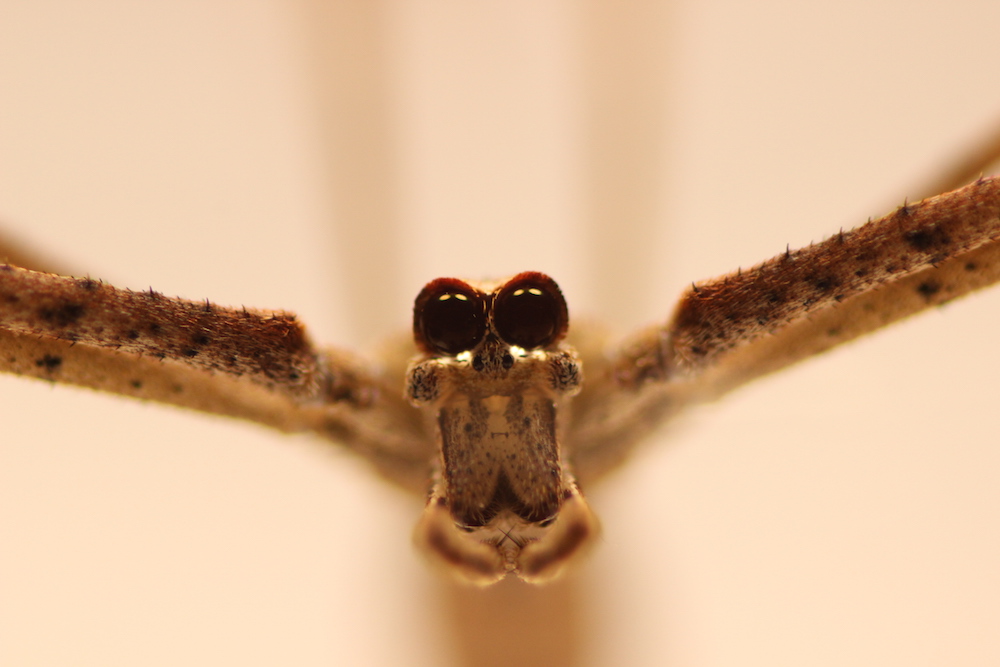 Photos: What Big Eyes! Spider's Huge Peepers Help Snag Prey | Live Science