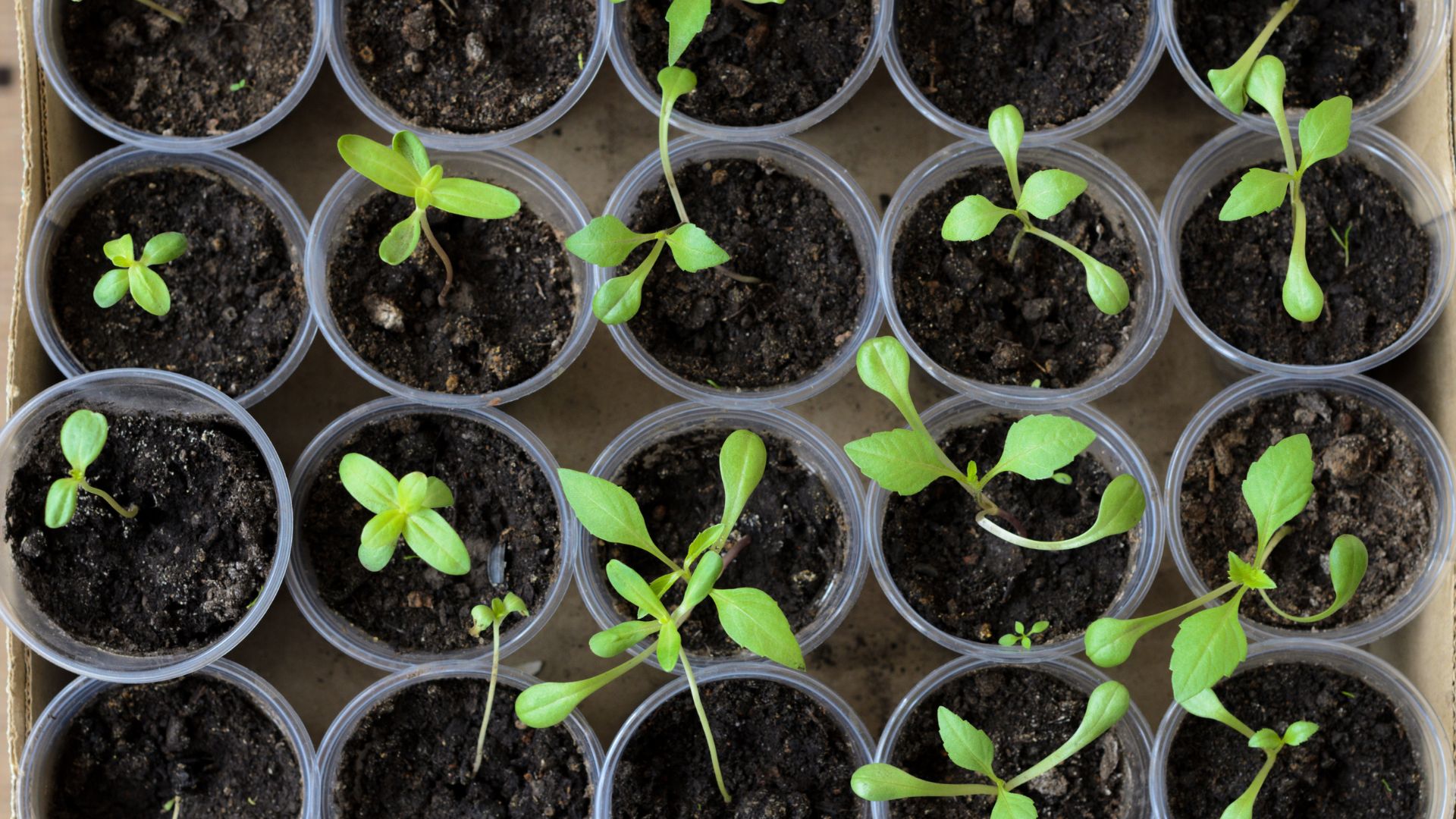 picture of dahlia and zinnia seedlings in plastic cups