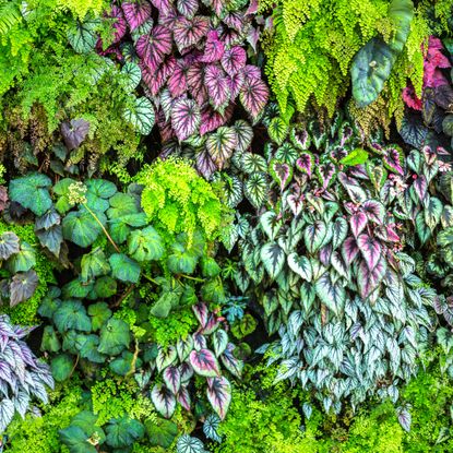 vertical gardening display of ornamental plants