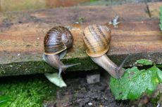 Lefty snails