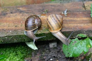 Lefty snails