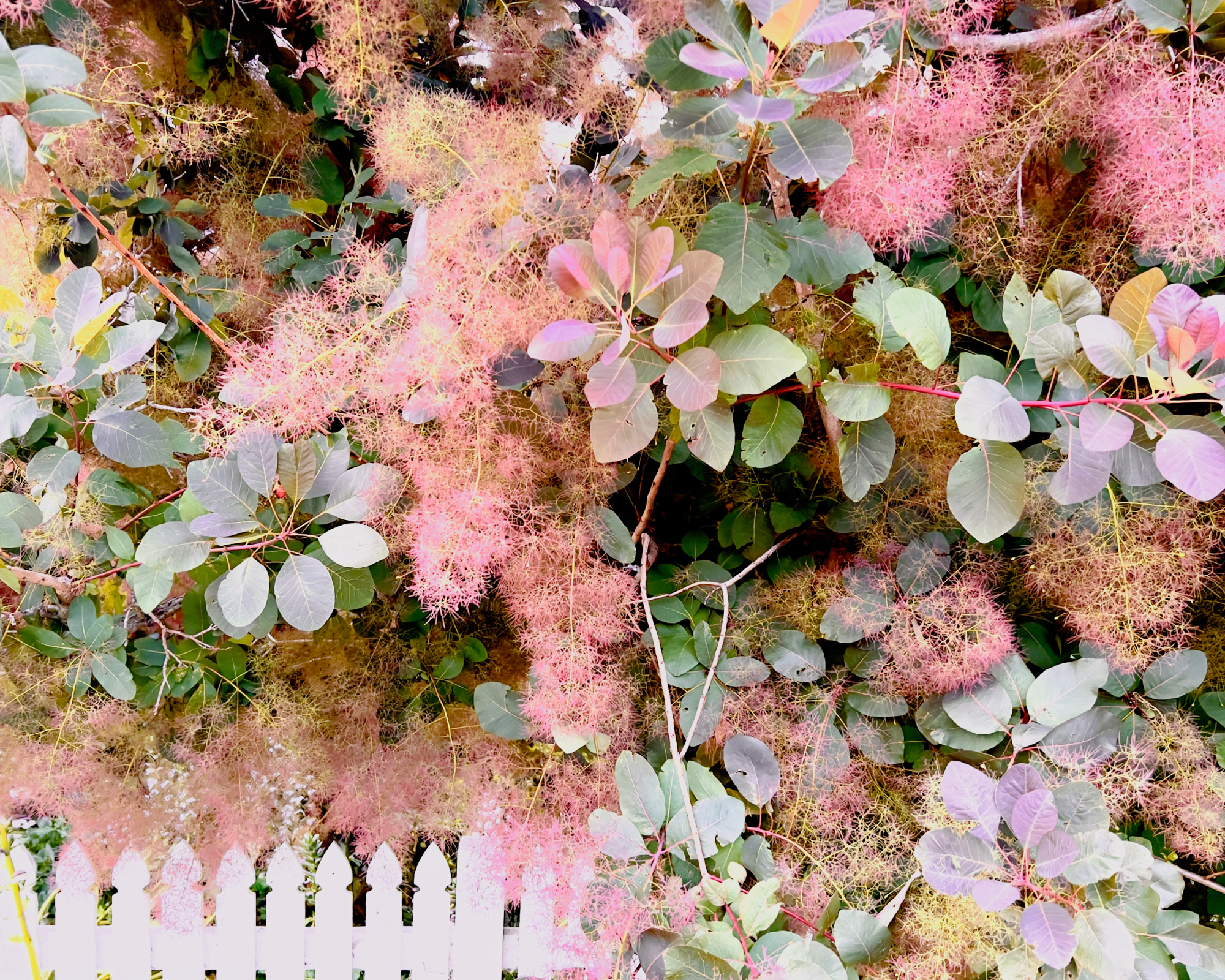 Smokebush next to white picket fence