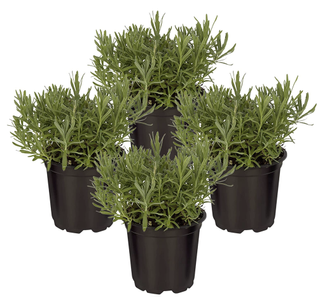 four lavender plants in pots
