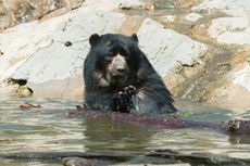 Bouba the Andean bear