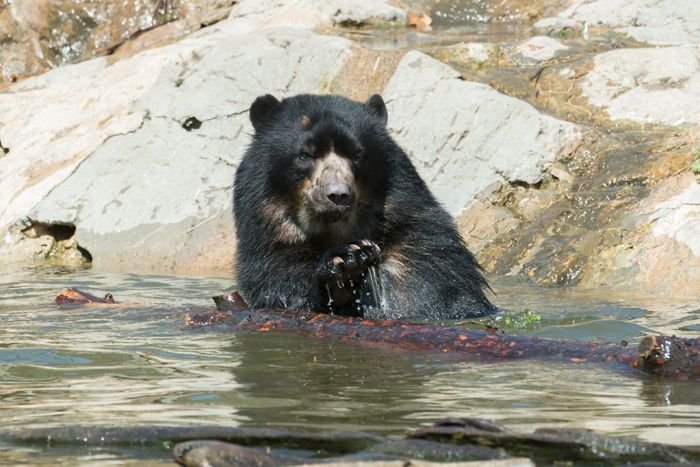 Bouba the Andean bear