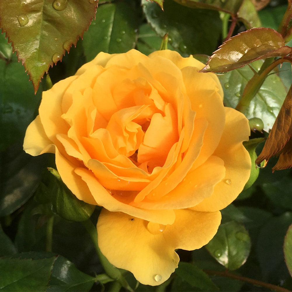 Julia Child Rose Tree