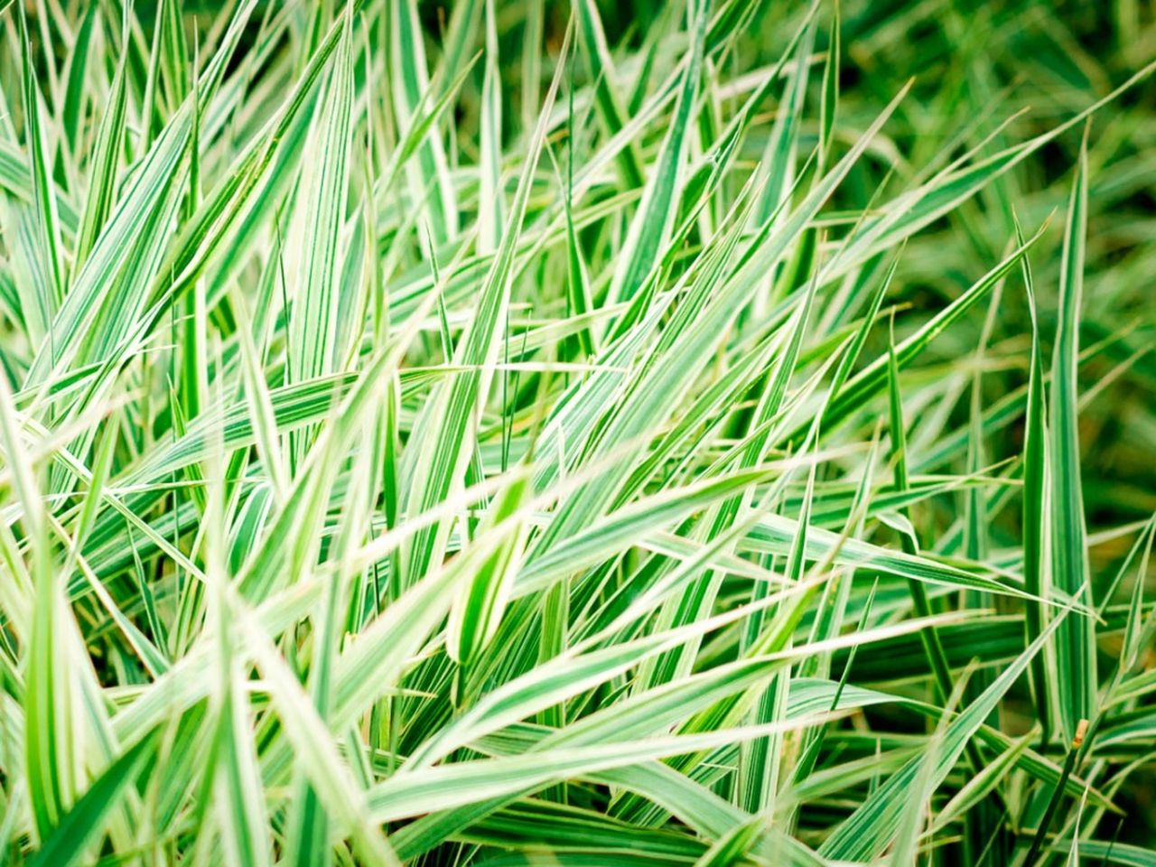 Ornamental Ribbon Grass