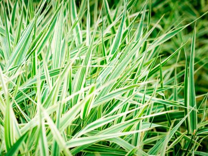 Ornamental Ribbon Grass