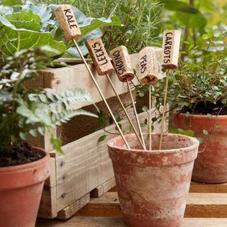 plants and vegetable tags of cork in brown pots