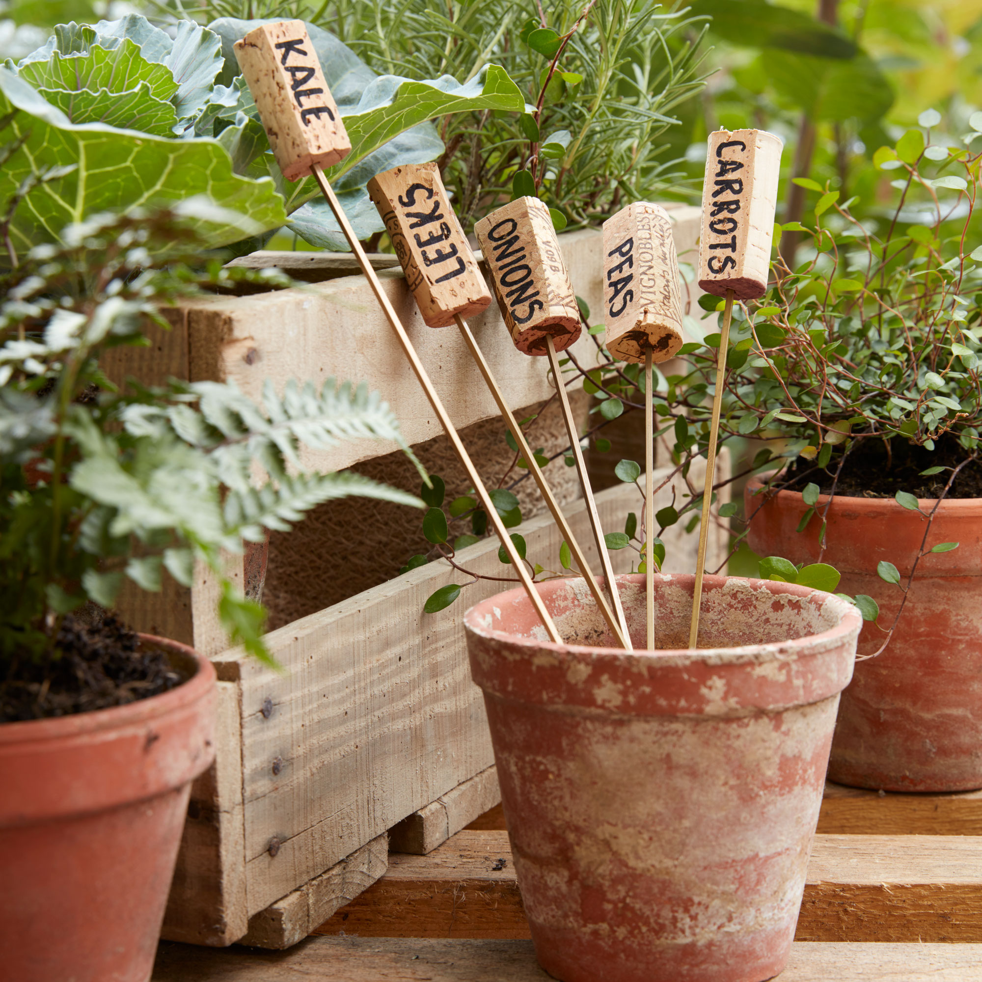 plants and vegetable tags of cork in brown pots