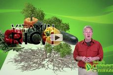 Saving Water By Growing Plants Without Soil