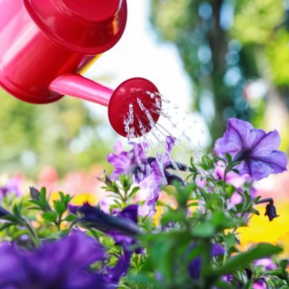 A red watering can watering purple petunias