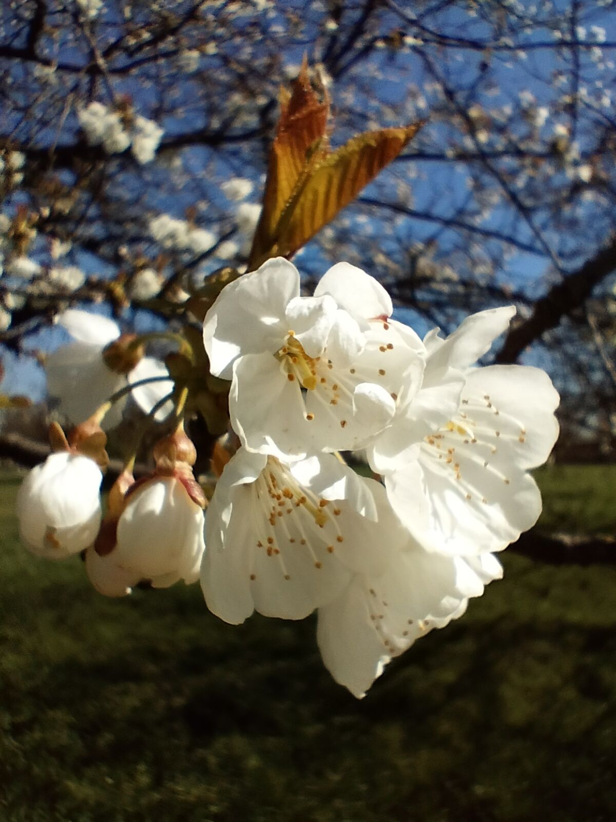 A photo captured on the OnePlus Nord CE 3 Lite 5G