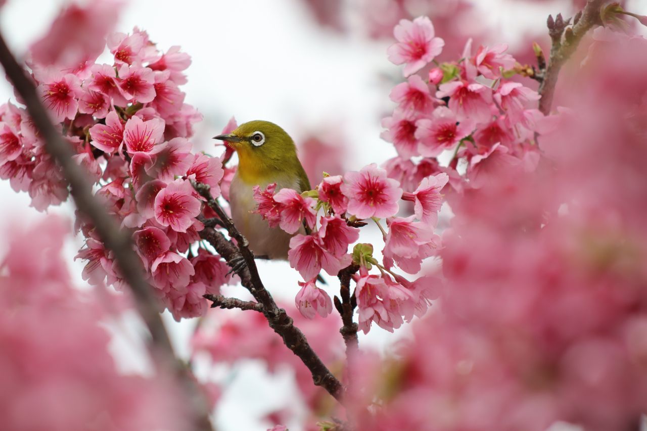 A sample image taken with the Canon RF 75-300mm f/4-5.6 lens