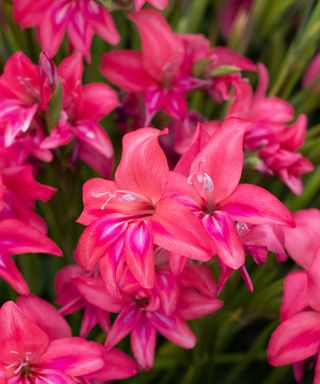 Bright pink flowers of gladiolus 'Robinetta'