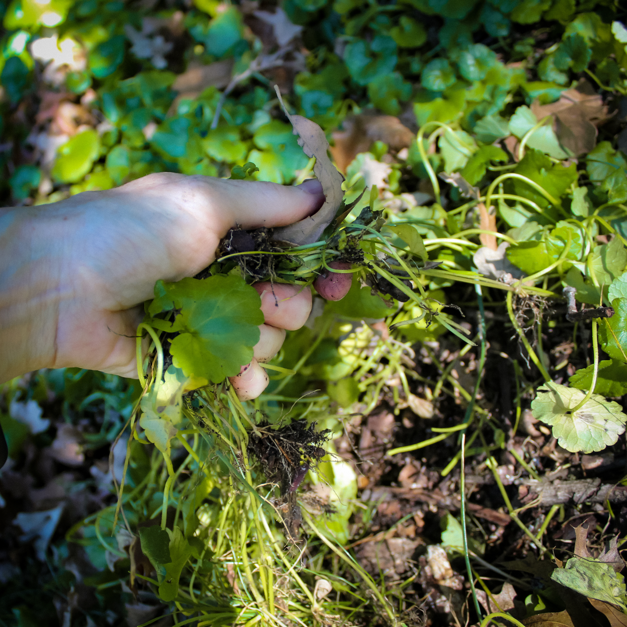 Hand holding ground ivy - Caroline Munsterman - GettyImages-2238209141