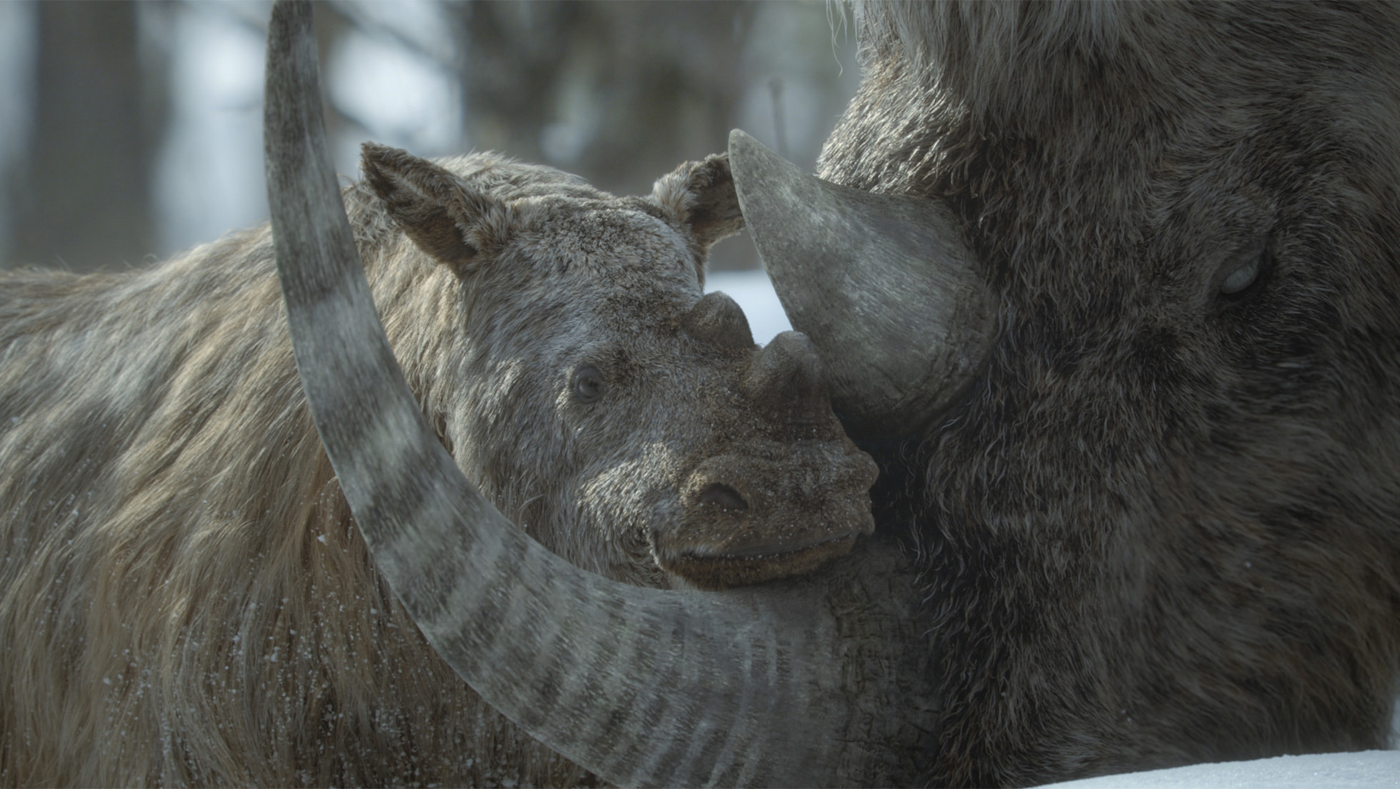 A baby woolly rhino in Prehistoric Planet: Ice Age.