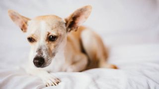 dog on bed looking poorly