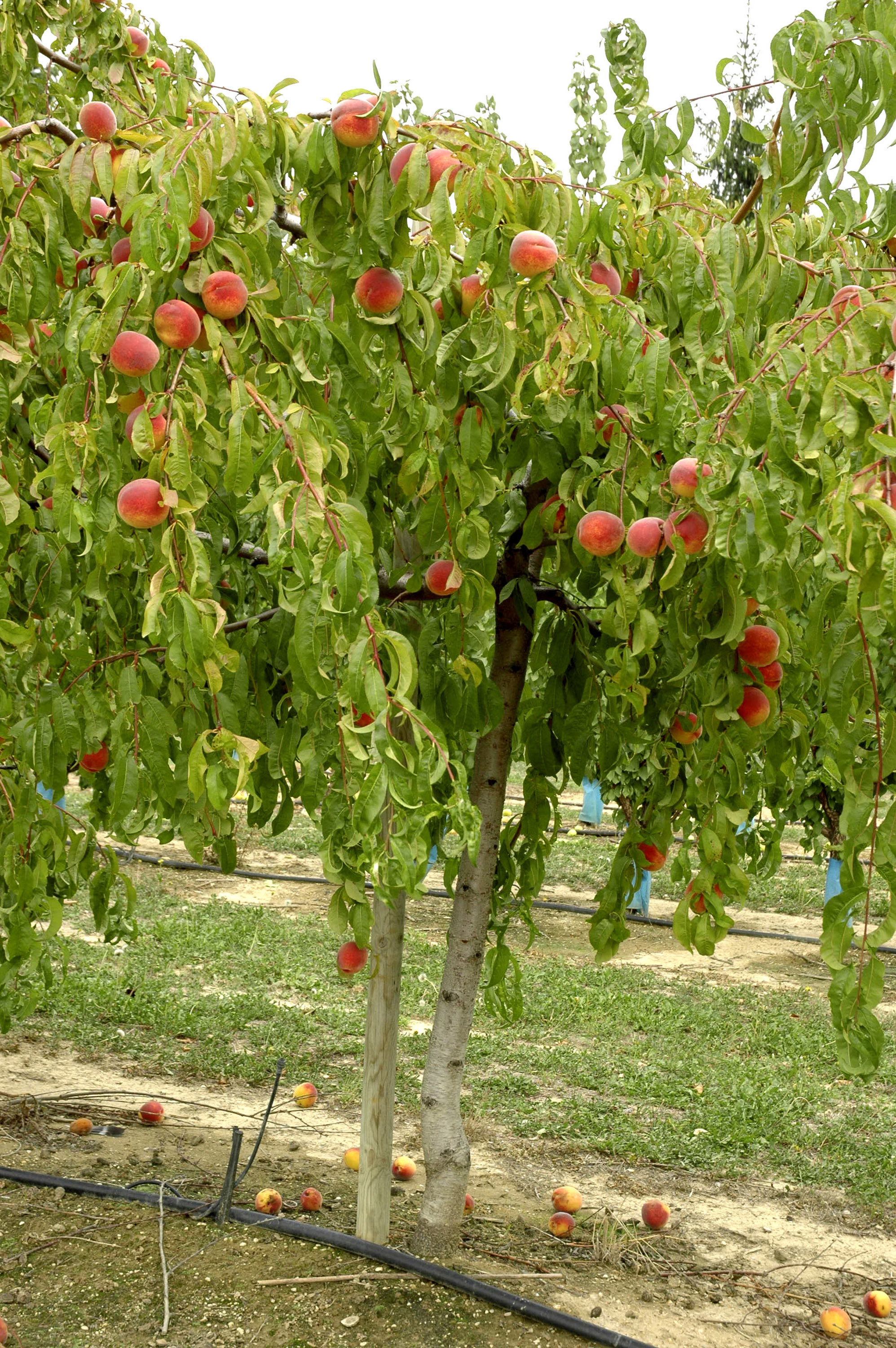 5 fabulous fruit trees to plant in your garden Gardeningetc