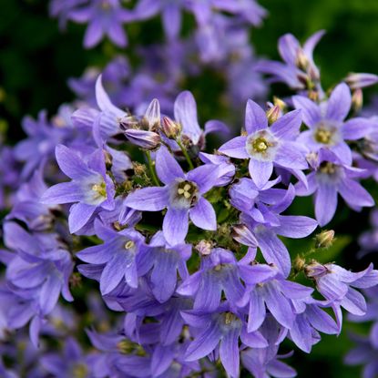 Light purple, star-shaped flowers