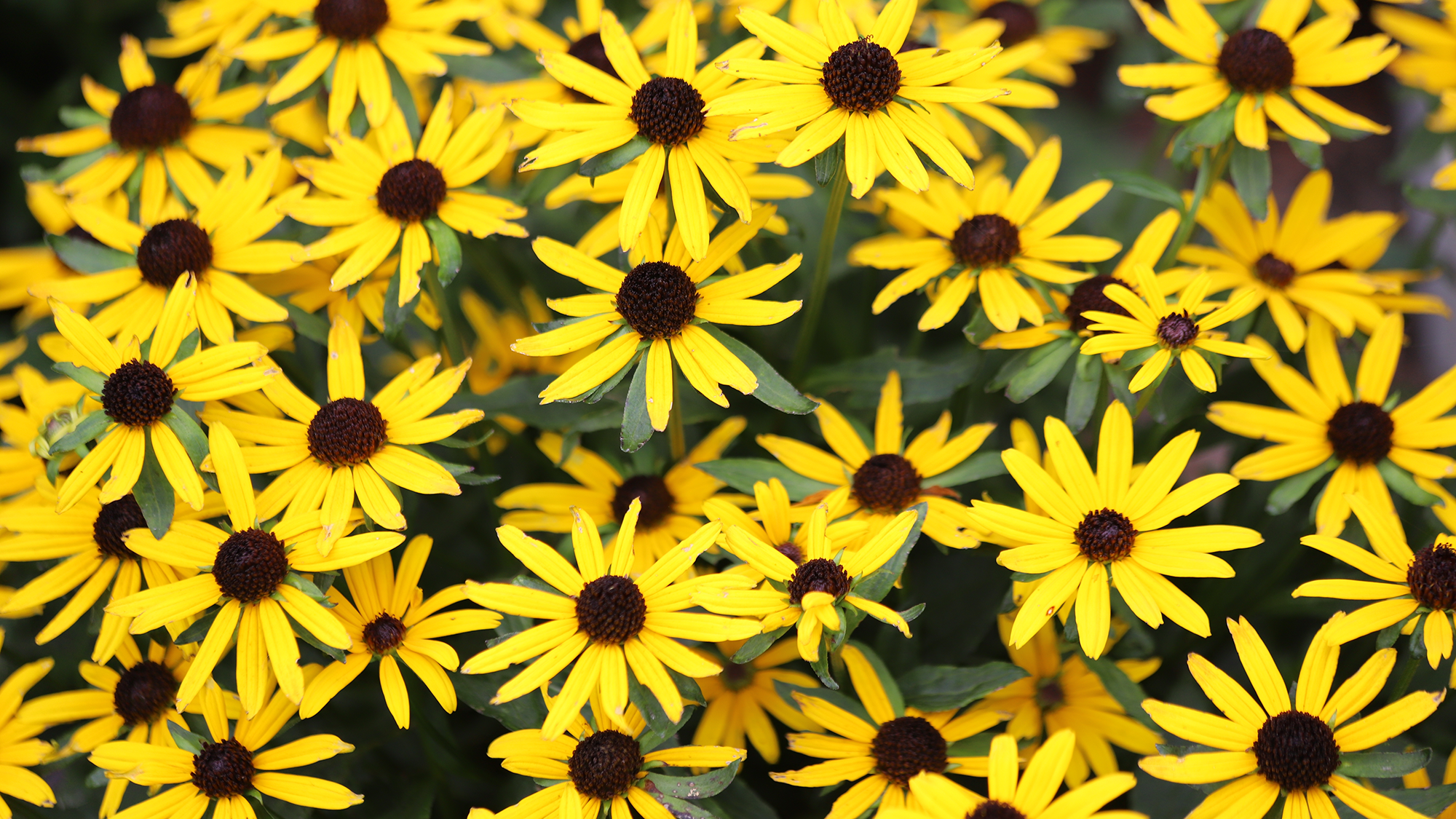 Rudbeckia