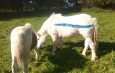 painted-dartmoor-ponies3.jpg