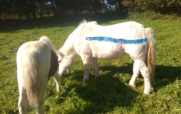 painted-dartmoor-ponies3.jpg