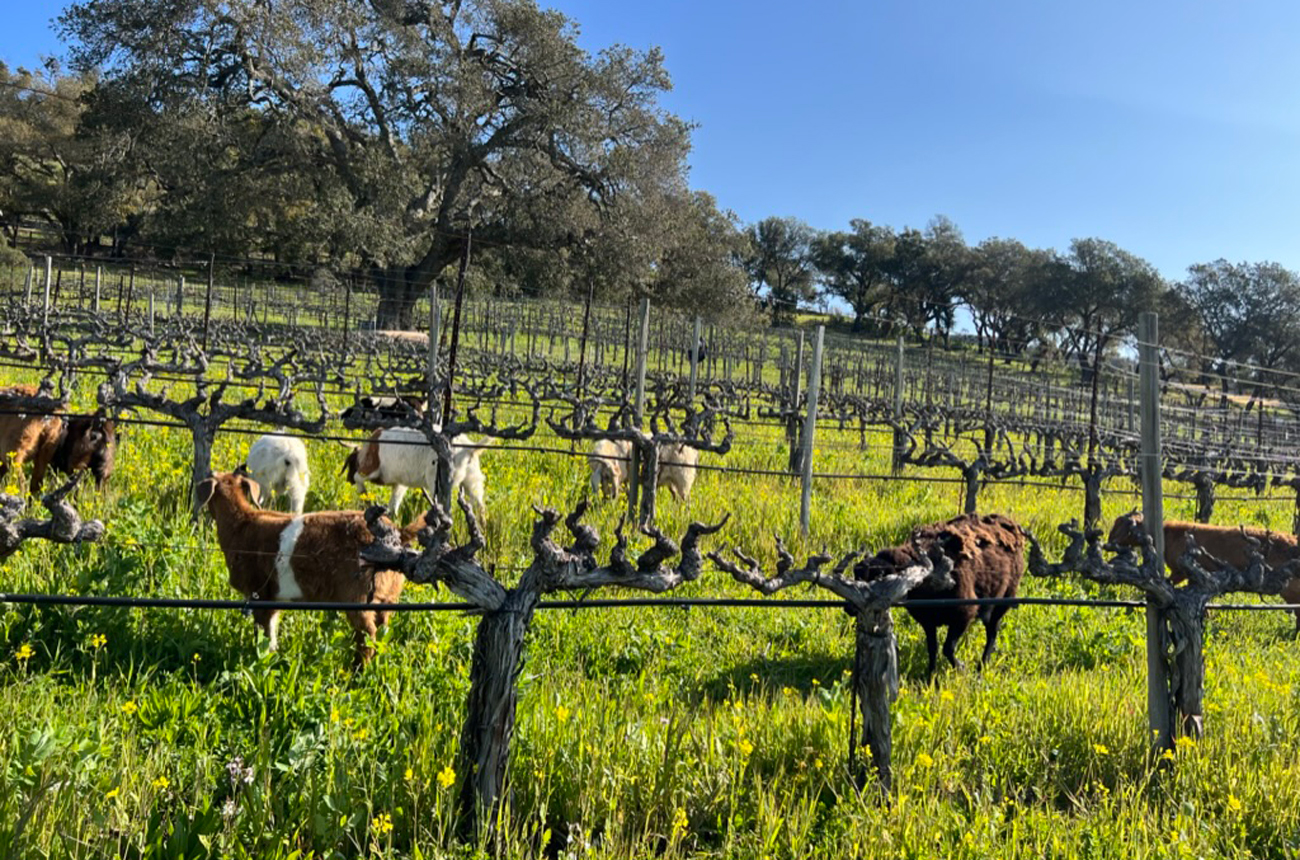 Sheep in the vineyards