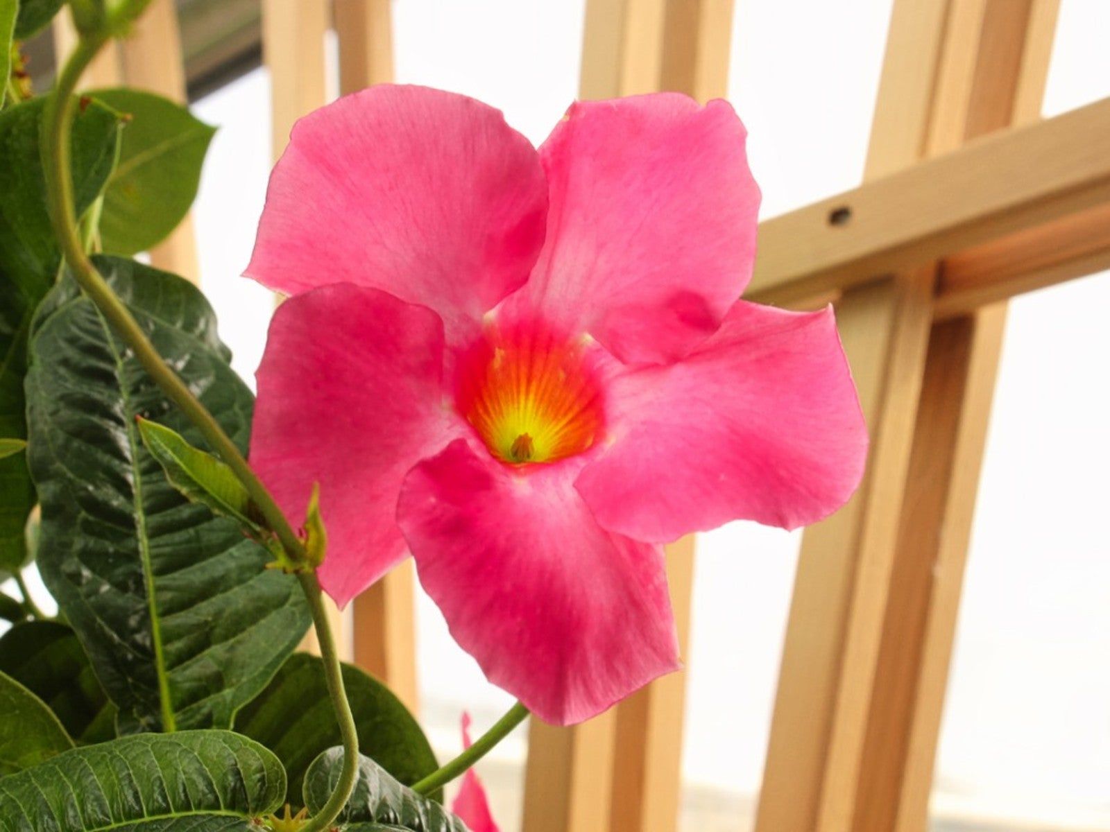 Mandevilla Light Requirements For Overwintering Indoors Gardening