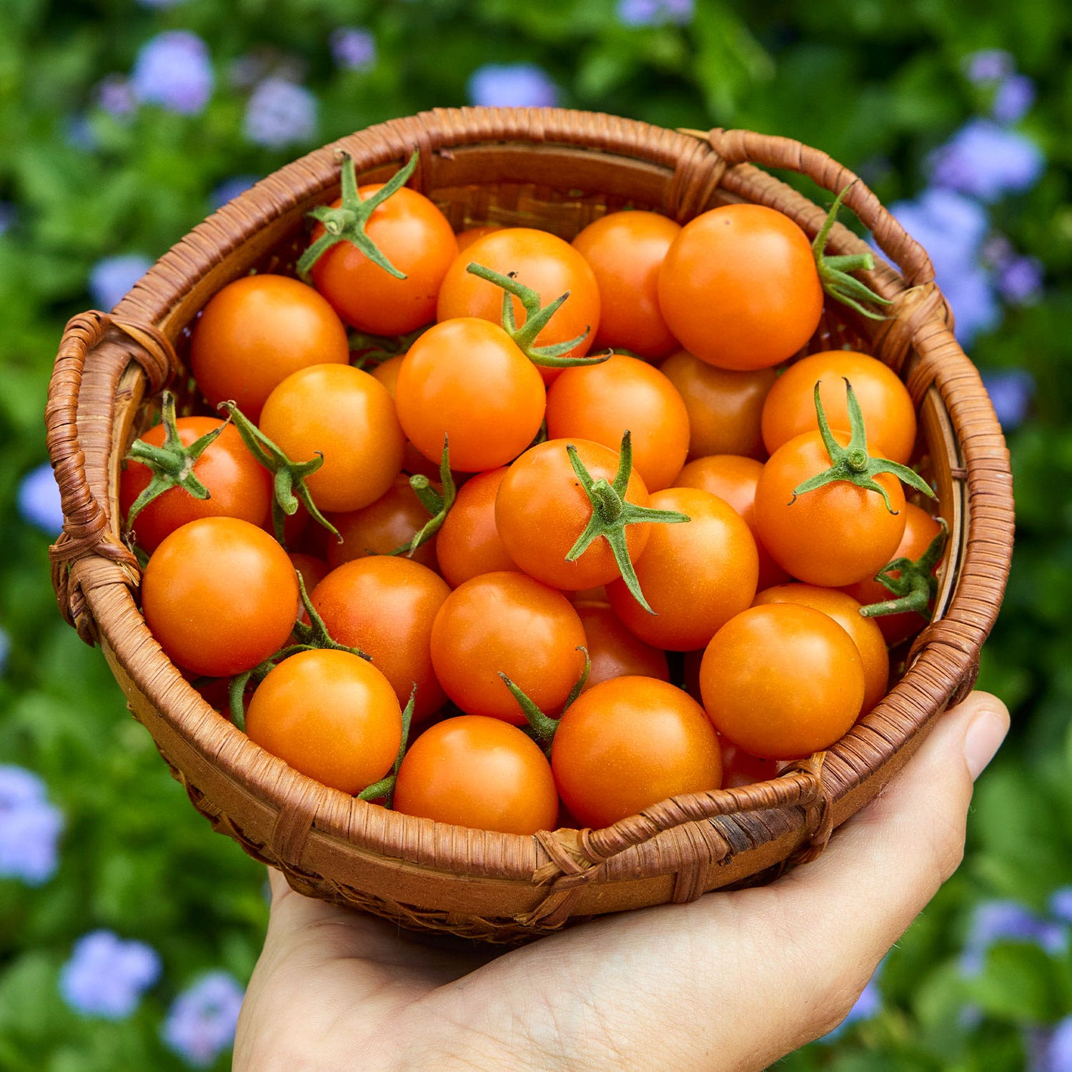 Sungold Tomato Seeds &amp;amp; Plant
