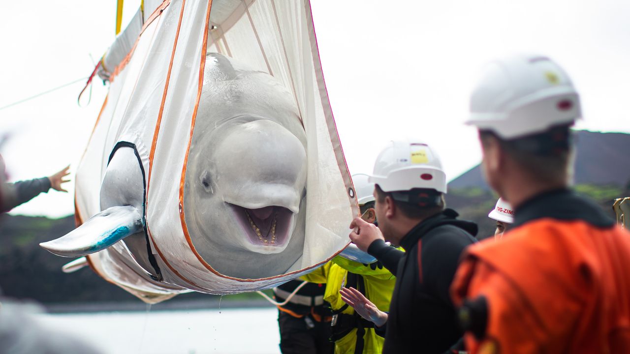 Little Grey and Little White were caught near Russia when they were about one year-old; they are now 12, and this will be the first time in more than 10 years they will experience the sea.