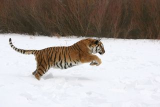 Amur tiger running in snow