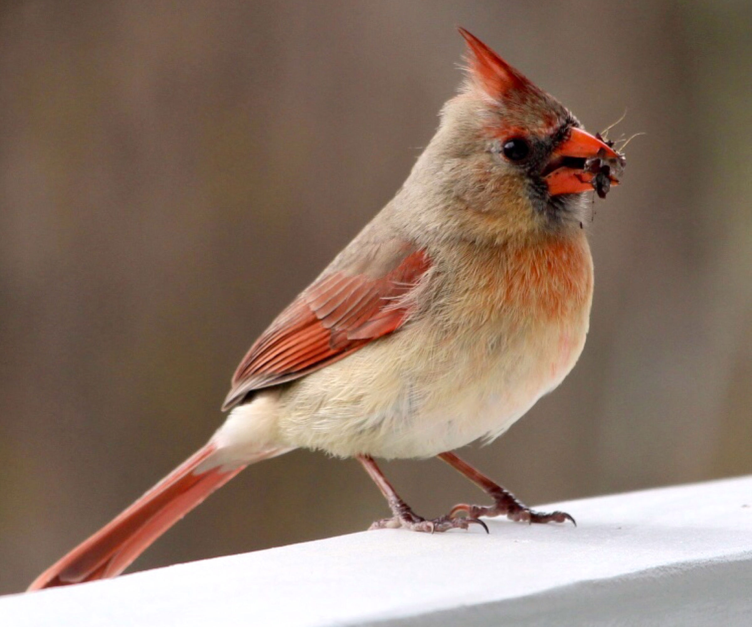 cardinal bird eating bug in garden