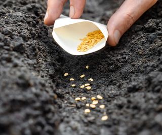 sowing seeds from packet directly