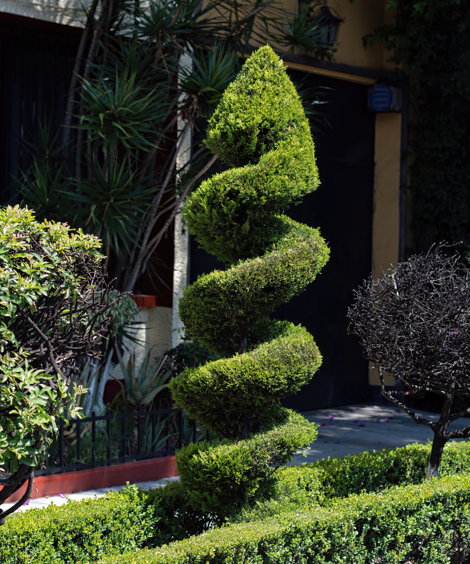 A finely-clipped topiary spiral inside low box hedging
