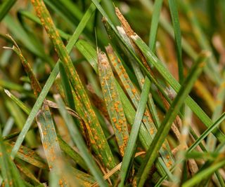 Lawn rust orange pustules on grass blades