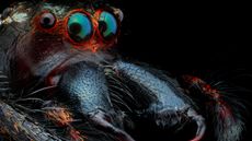 Macrophotography of jumping spider.