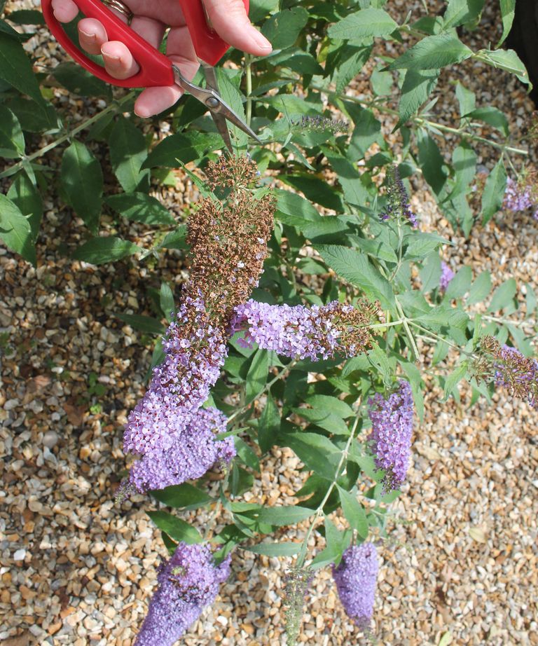 Butterfly bush care and growing expert tips on buddleja Gardeningetc