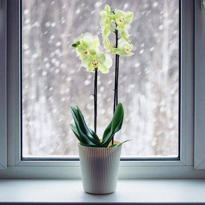 An orchid in a snowy window