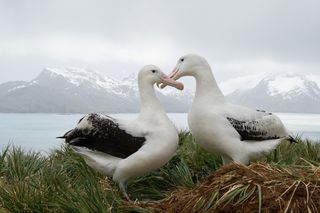 Largest animals wandering albatross
