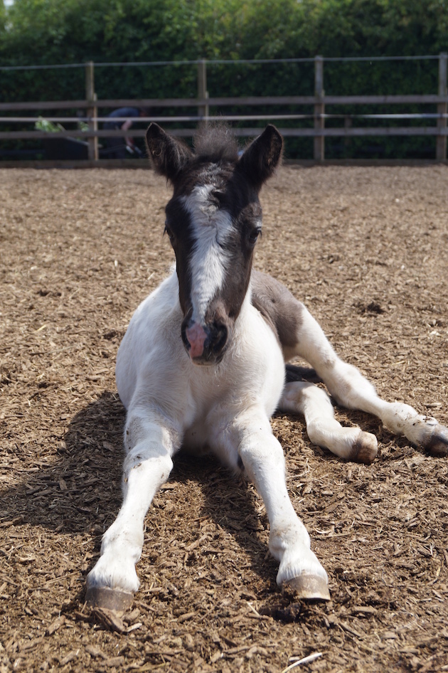 redwingshorsesanctuary_44132817543.jpg