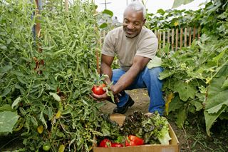 A black father is looking at tomato plants growing in his garden.