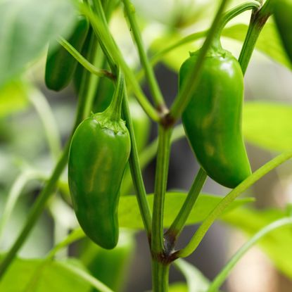 Jalapeno peppers grow on pepper plant