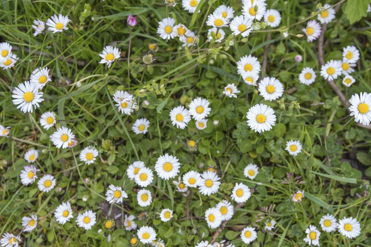 Multiple Bellis Daisies