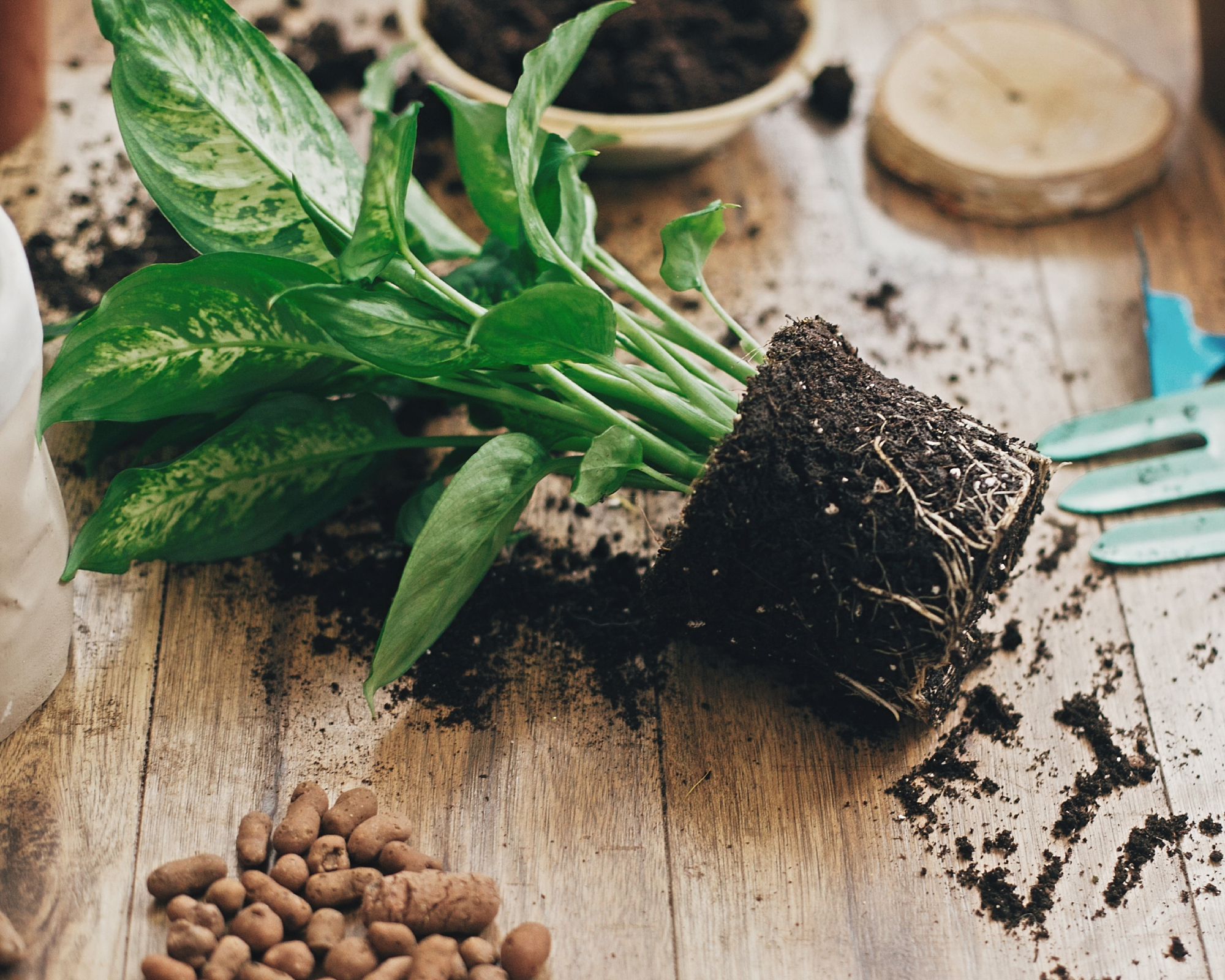 repotting a houseplant with the plant pot removed