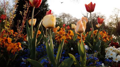 tulip garden close-up