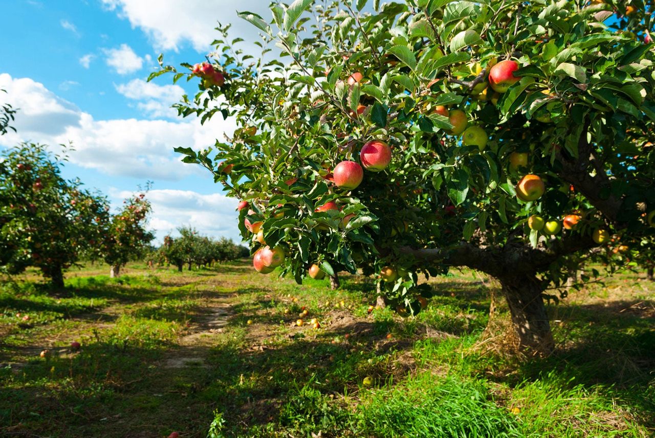 Apple Orchard