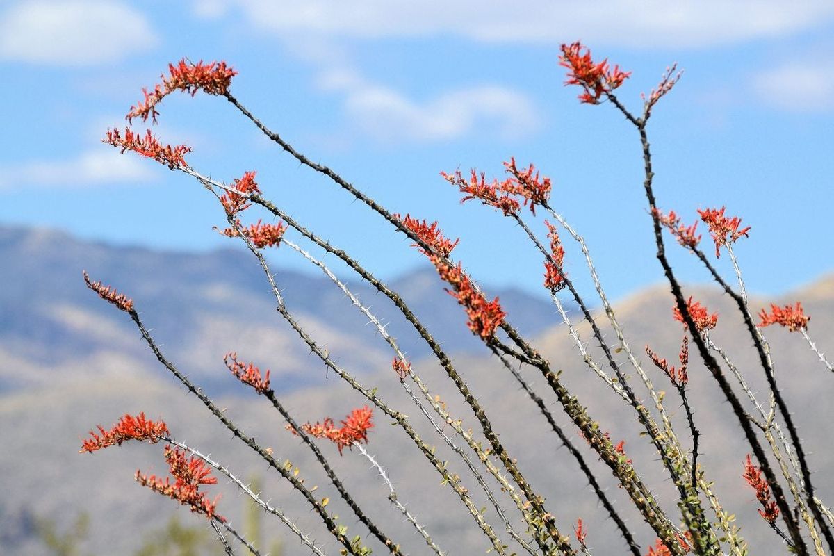 Ocotillo Propagation: How Do I Propagate An Ocotillo Plant | Gardening ...